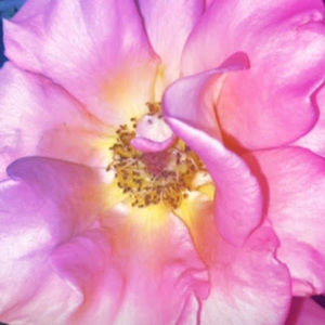 Meet your Posher, Happiness